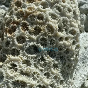 Ancient Coral Fossils Reveal Threat of Rapid Sea-Level Rise 20