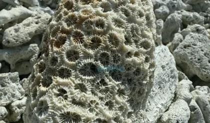 Ancient Coral Fossils Reveal Threat of Rapid Sea-Level Rise 5