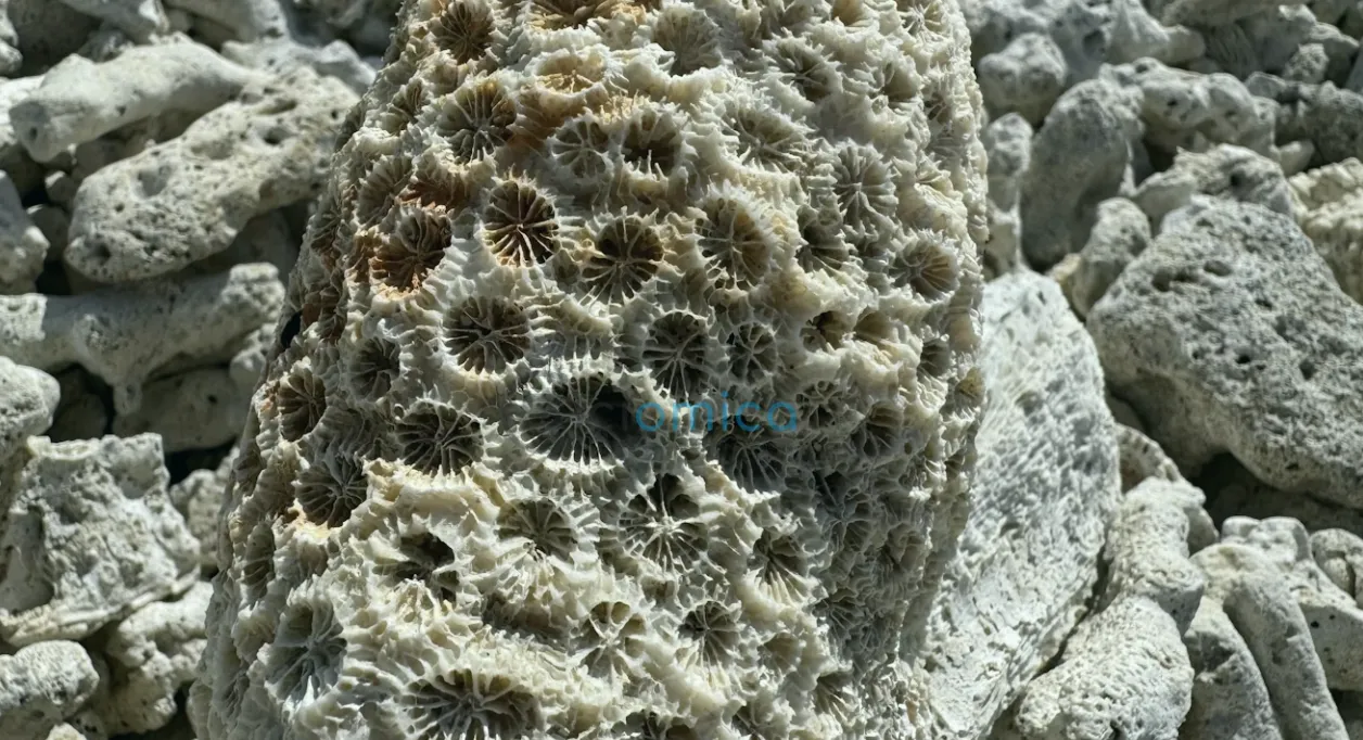 Ancient Coral Fossils Reveal Threat of Rapid Sea-Level Rise 1