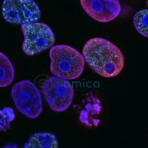 Groundbreaking Gene Editing of Mitochondrial DNA in Patient Cells Achieved by Scientists 18