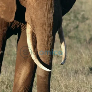 New Test Exposes Illegal Elephant Ivory Masquerading as Mammoth Ivory 16