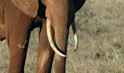 New Test Exposes Illegal Elephant Ivory Masquerading as Mammoth Ivory 3
