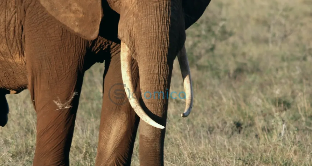 New Test Exposes Illegal Elephant Ivory Masquerading as Mammoth Ivory 1