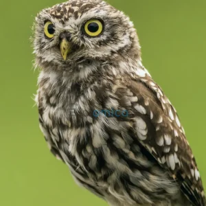 Owl-Inspired Aerogel Reduces Car Engine Noise by 58% Transforming Feathers into Innovative Technology 14