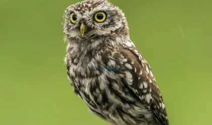 Owl-Inspired Aerogel Reduces Car Engine Noise by 58% Transforming Feathers into Innovative Technology 6