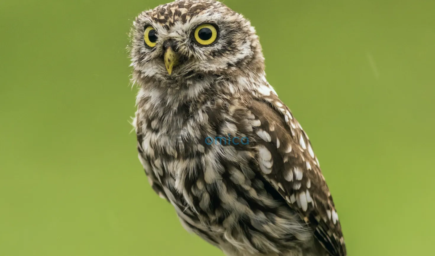 Owl-Inspired Aerogel Reduces Car Engine Noise by 58% Transforming Feathers into Innovative Technology 1