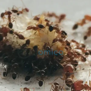 Researchers Manipulate Ant Behavior through Brain Molecule Reprogramming 14