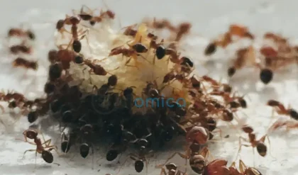 Researchers Manipulate Ant Behavior through Brain Molecule Reprogramming 4