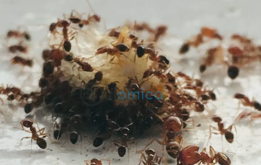Researchers Manipulate Ant Behavior through Brain Molecule Reprogramming 1