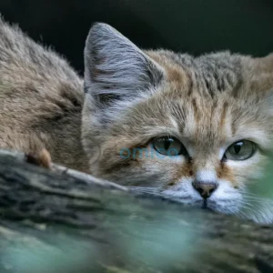 Study Reveals How Cat Parasite Impacts Brain Function Significantly 15