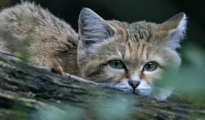 Study Reveals How Cat Parasite Impacts Brain Function Significantly 3