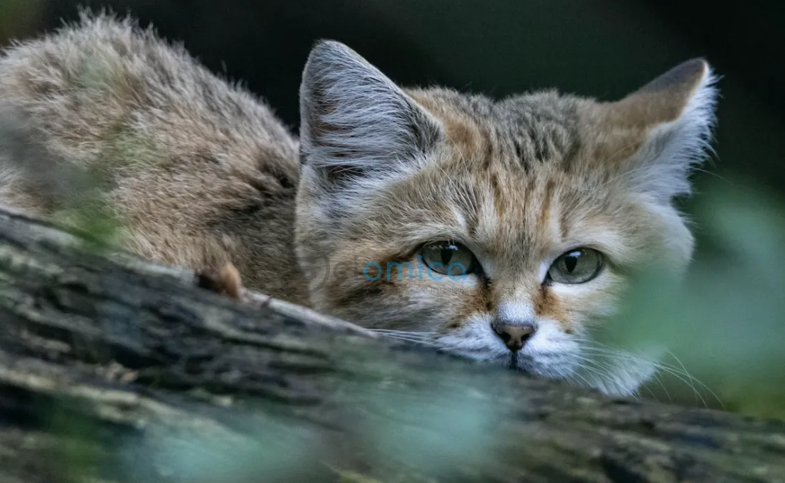 Study Reveals How Cat Parasite Impacts Brain Function Significantly 1