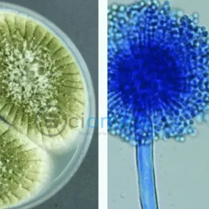 Transforming Cursed Tomb Fungus into Cancer Treatment: The Promising Potential of Aspergillus Flavus 27