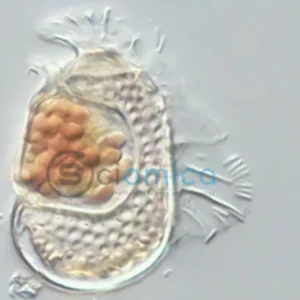 Unusual Cellular Organism Redefines the Concept of Life 22