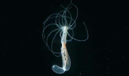 Ancient Body Blueprint Discovered in Sea Anemones: Insights from 600 Million Years Ago 3
