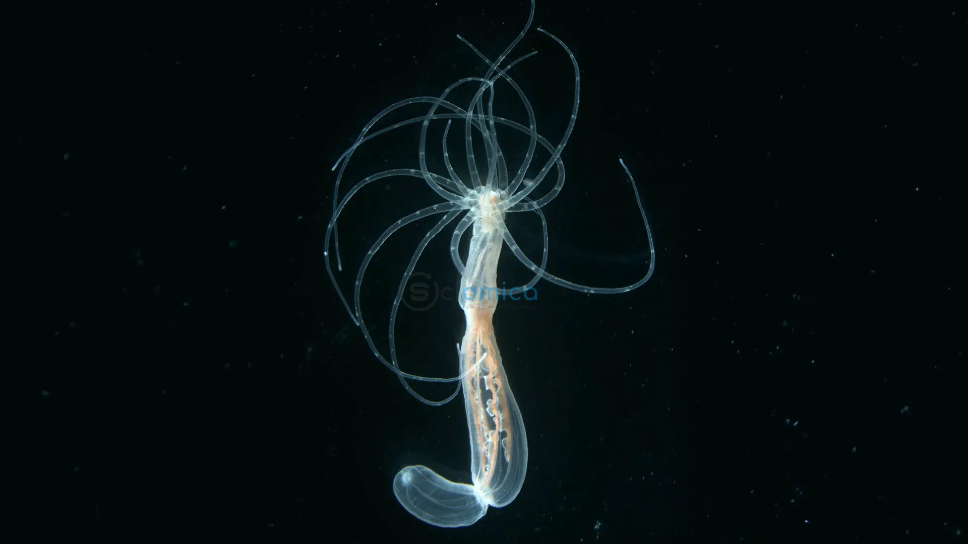 Ancient Body Blueprint Discovered in Sea Anemones: Insights from 600 Million Years Ago 1