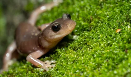 Discovery of Massive Salamander Fossil with Strong Jaws in Tennessee 19