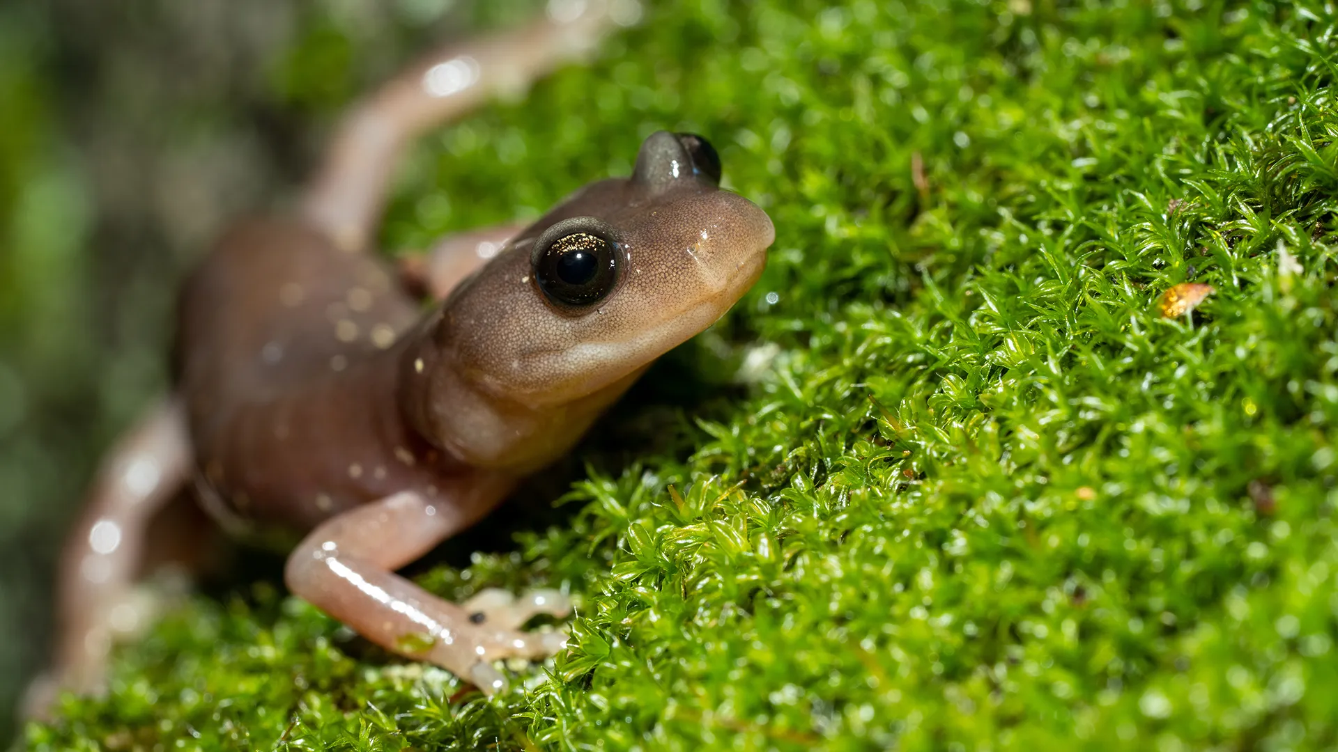 Discovery of Massive Salamander Fossil with Strong Jaws in Tennessee 1