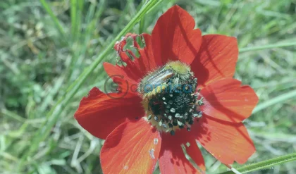Beetles That See Colors Beyond the Vision of Most Insects 15