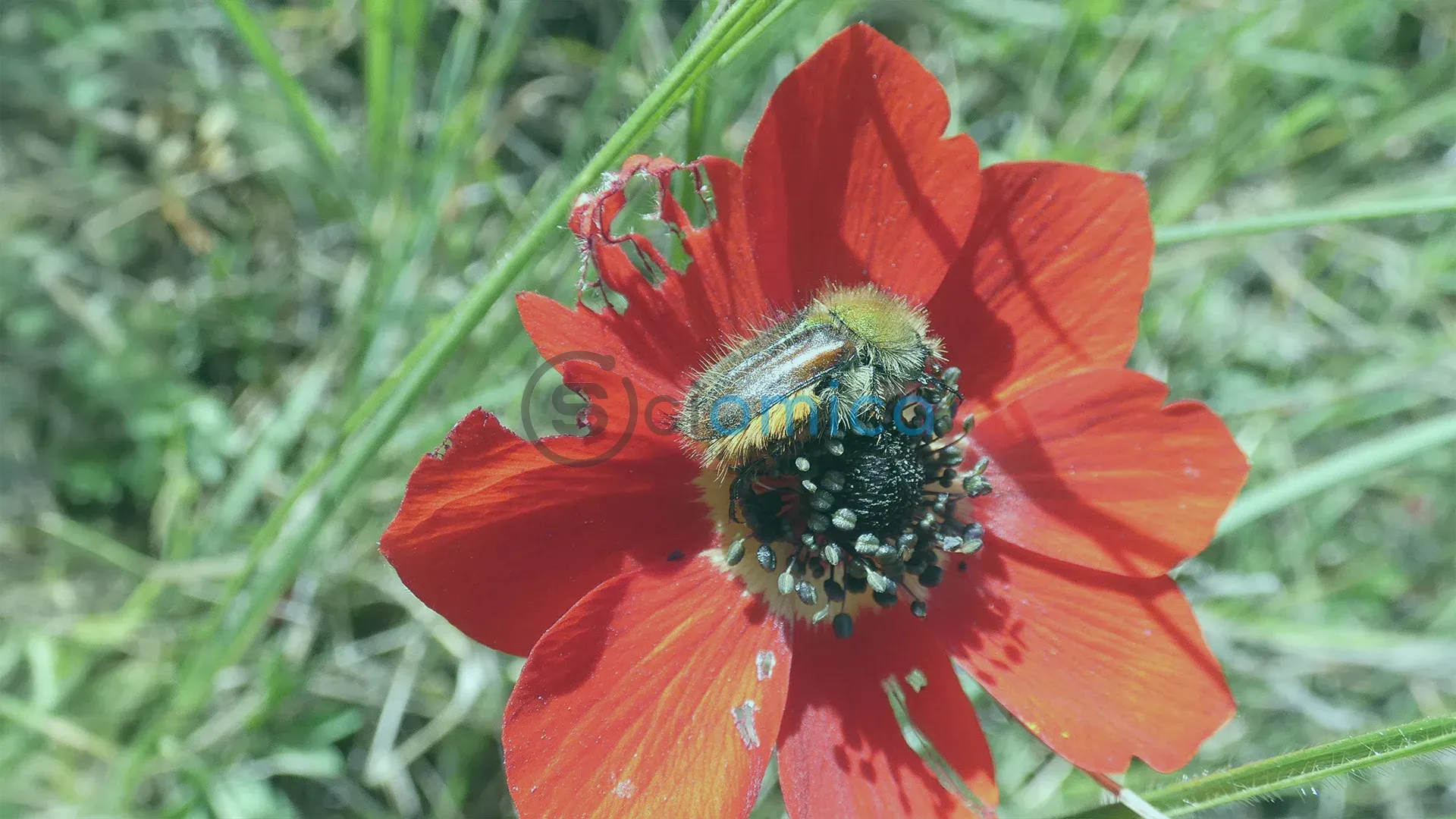 Beetles That See Colors Beyond the Vision of Most Insects 1