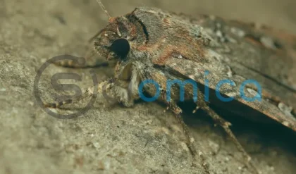 Tiny Moth Navigates Using Stars: Groundbreaking Discovery in Science 13