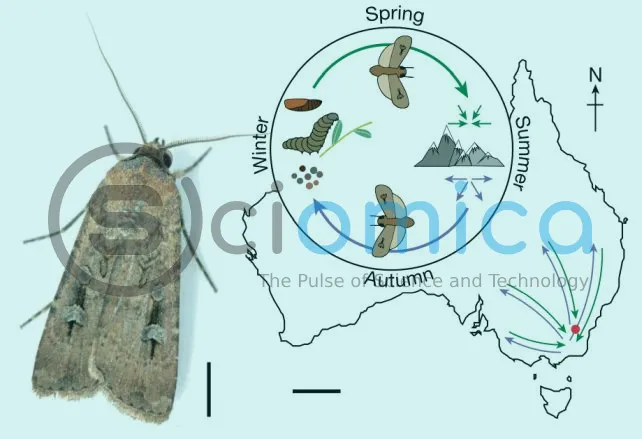 bogong-life-cycle Tiny Moth Navigates Using Stars: Groundbreaking Discovery in Science 4