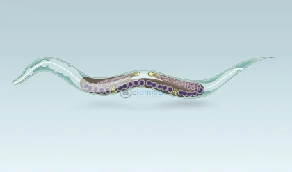Transparent Worms Maintain Gene Synchronization for 20 Million Years 5