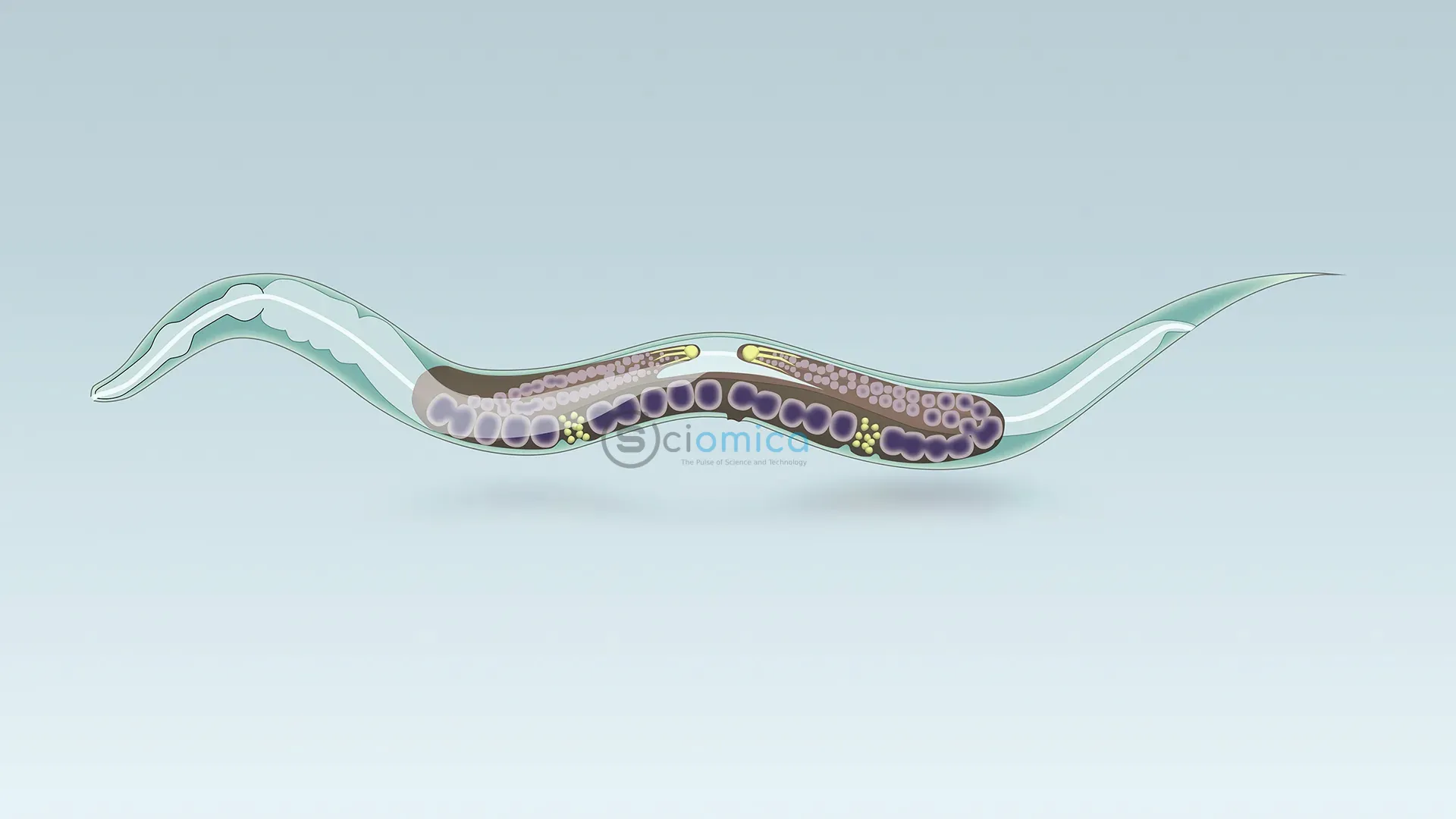 Transparent Worms Maintain Gene Synchronization for 20 Million Years 1