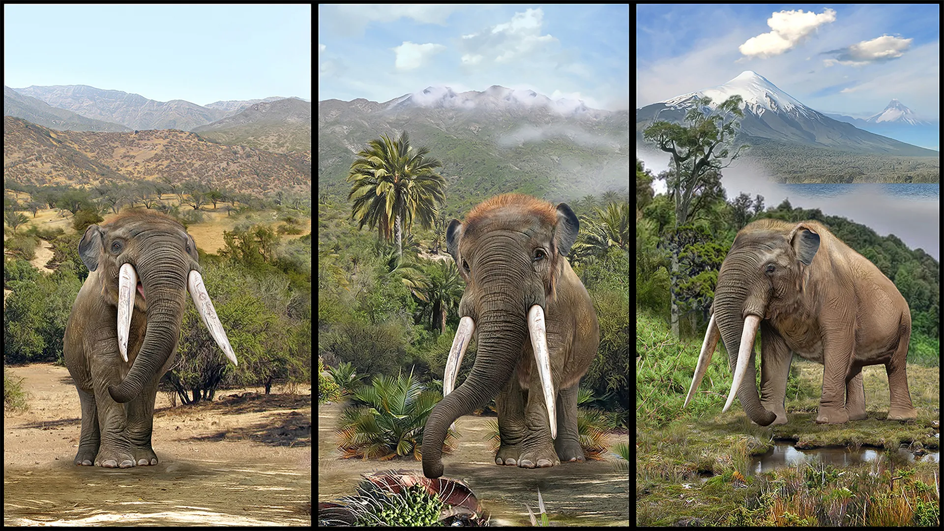 Ancient Fossils Reveal Fruit-Eating Habits of Mastodons and Their Ecological Role 1