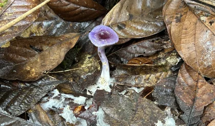 Discovering the Hidden 83% of Earth's Climate-Critical Fungi 13