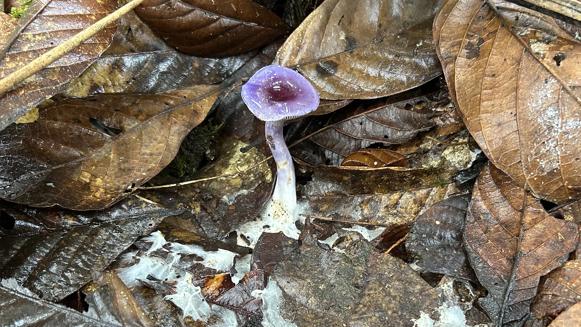 Discovering the Hidden 83% of Earth's Climate-Critical Fungi 1