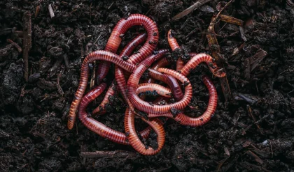 Worms Evolve Unique DNA Changes to Thrive on Land, Challenging Darwinian Theory 1