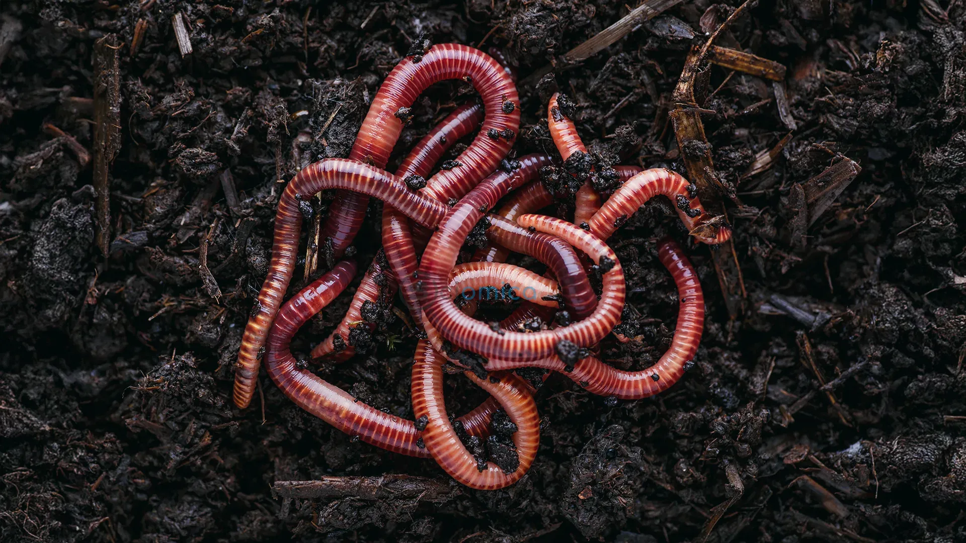 Worms Evolve Unique DNA Changes to Thrive on Land, Challenging Darwinian Theory 1