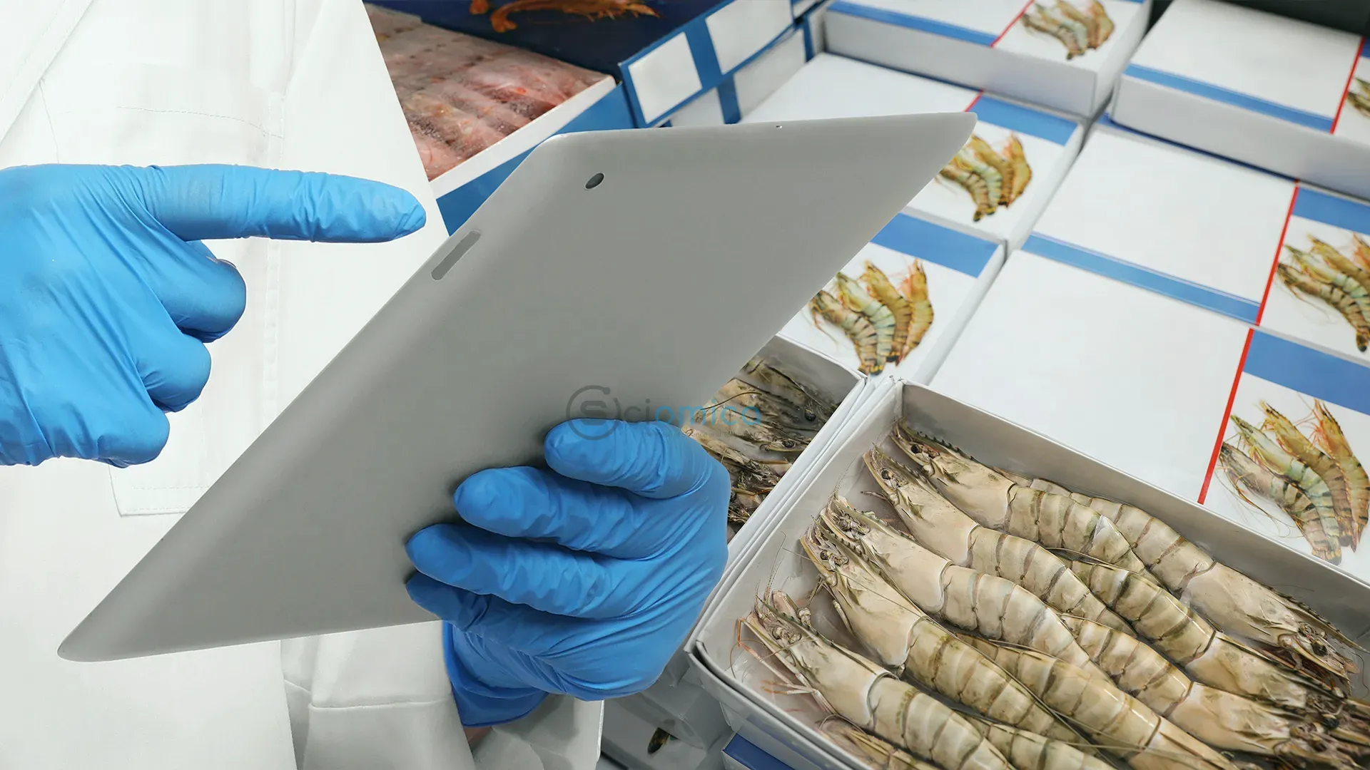 Colistin-Resistant Superbugs Found in Imported Shrimp: What You Need to Know 1