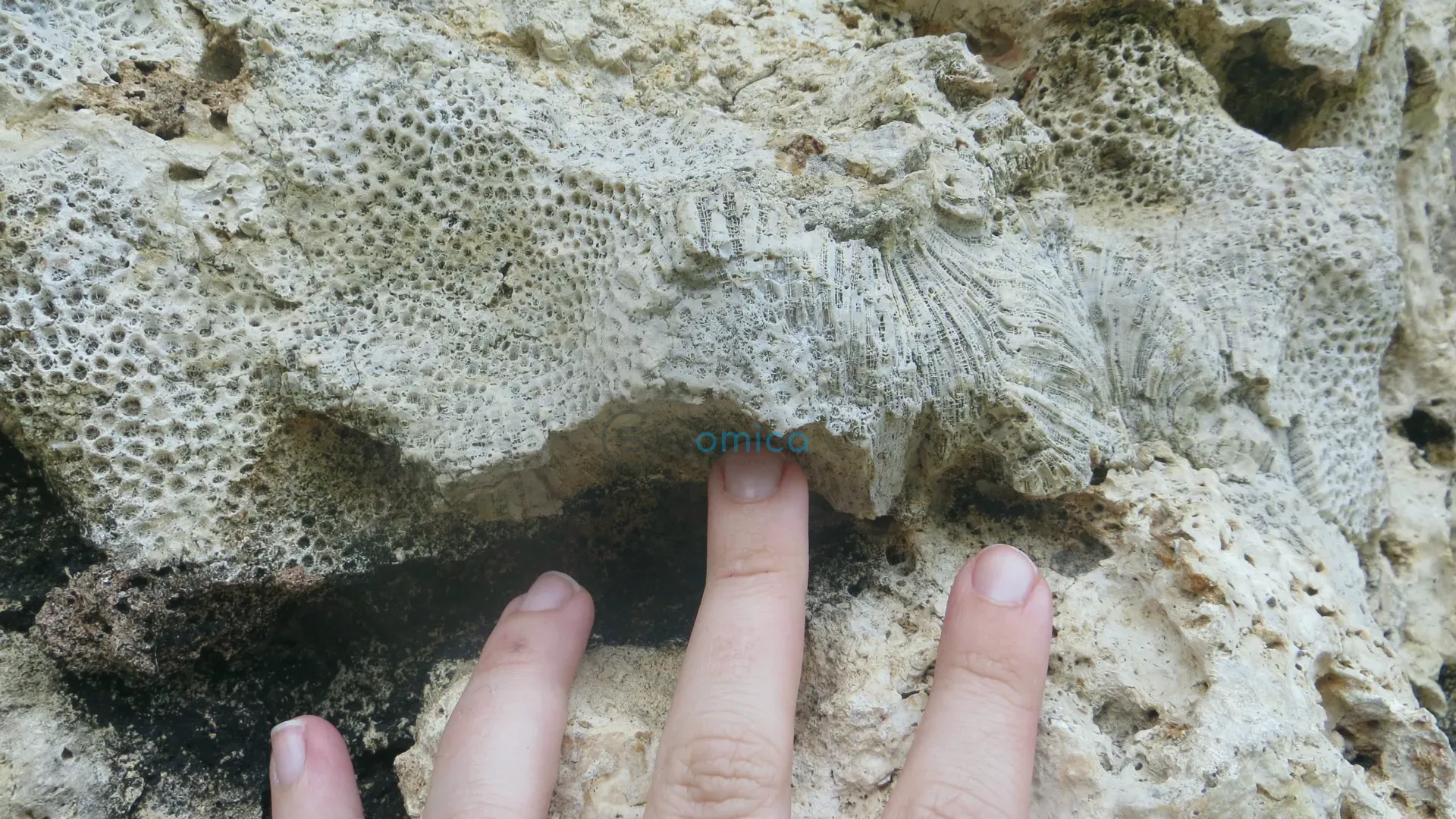 Ancient Coral Fossils Reveal Threat of Rapid Sea-Level Rise 3