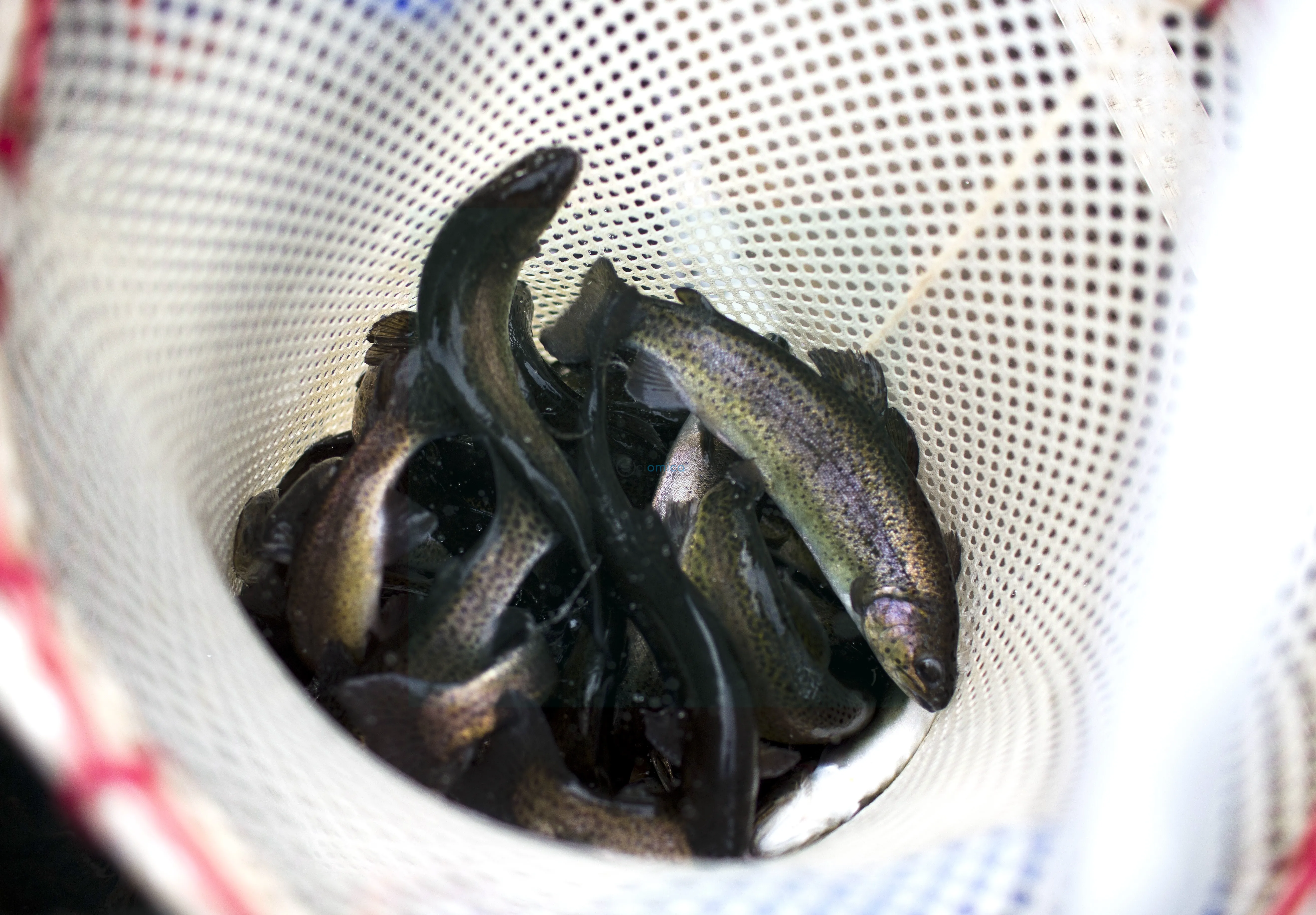 gettyimages-469860308-1 many rainbow trout piled up in a net out of water