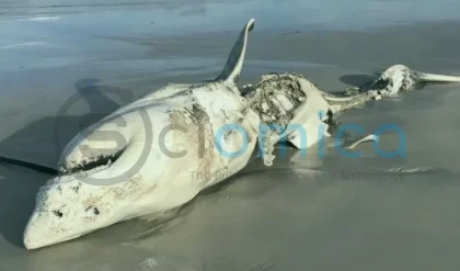 Two Predators Instill Fear in Great White Sharks' Natural Habitat 3