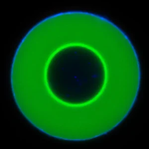 Breakthrough in Synthetic Biology: Guest Molecules Ride Perfect Waves in DNA Droplets 10 Breakthrough in Synthetic Biology: Guest Molecules Ride Perfect Waves in DNA Droplets 9