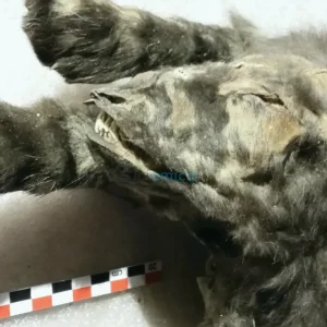 Frozen Wolf Cubs Consume Woolly Rhino, Transforming Our Understanding of Canine Ancestry 30