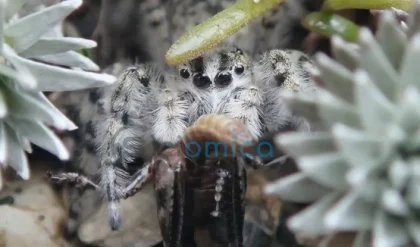 New Zealand Discovers Entire Genus of Jumping Spiders Hidden in Its Ecosystem 3