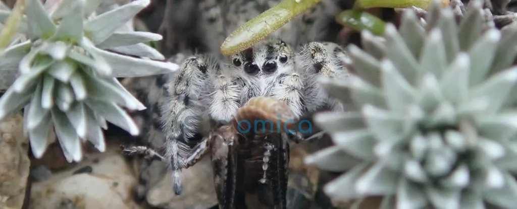 New Zealand Discovers Entire Genus of Jumping Spiders Hidden in Its Ecosystem 1
