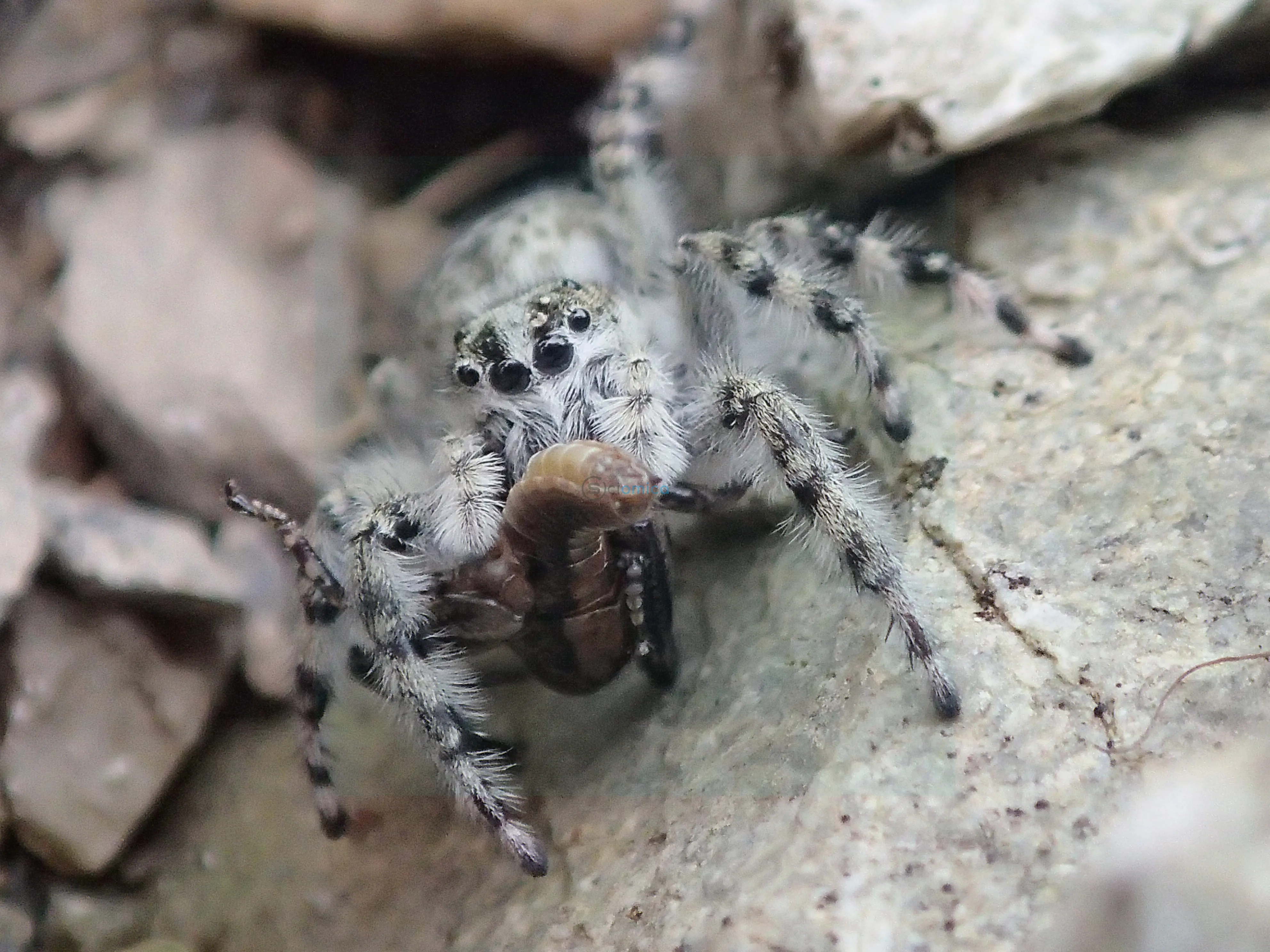 a fuzzy grey spider jumping spider with mottled black markings and four round black eyes is holding a brown larva, probably prey, while standing on a grey and black-flecked rock.