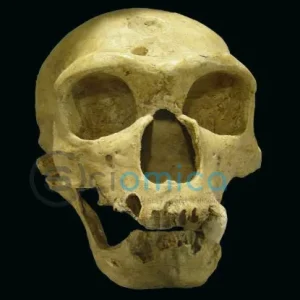Uncovering the Mystery: How a Space Physicist Explains the Neanderthal Extinction 1