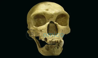 Uncovering the Mystery: How a Space Physicist Explains the Neanderthal Extinction 5