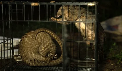 Pangolin Crisis in Africa: The Culinary Delicacy Threatening a Species with Extinction 9