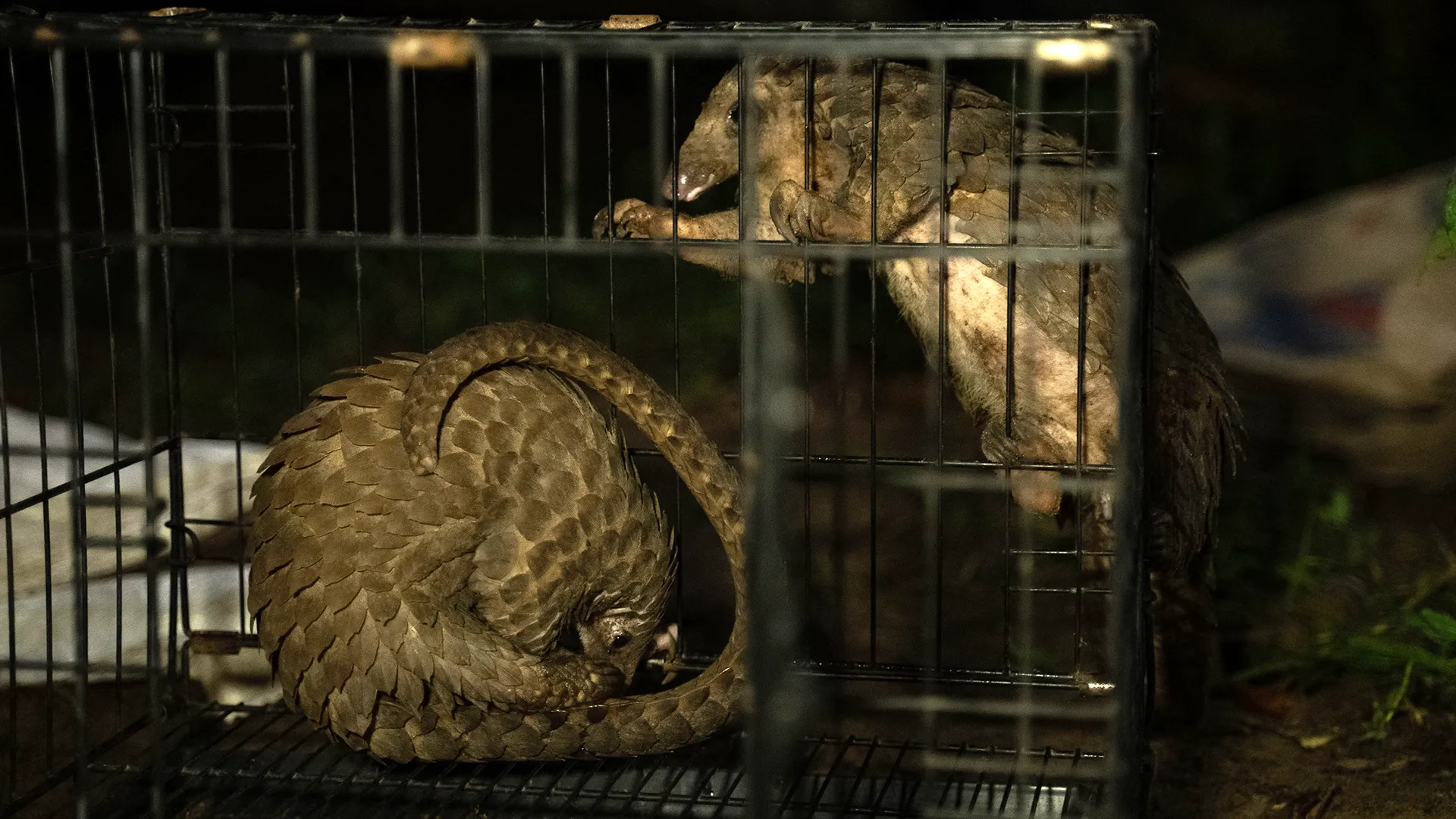 Pangolin Crisis in Africa: The Culinary Delicacy Threatening a Species with Extinction 1