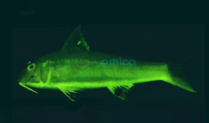 Uncovering the 112-Million-Year Legacy of Illuminated Fish in Rainbow Reefs 17