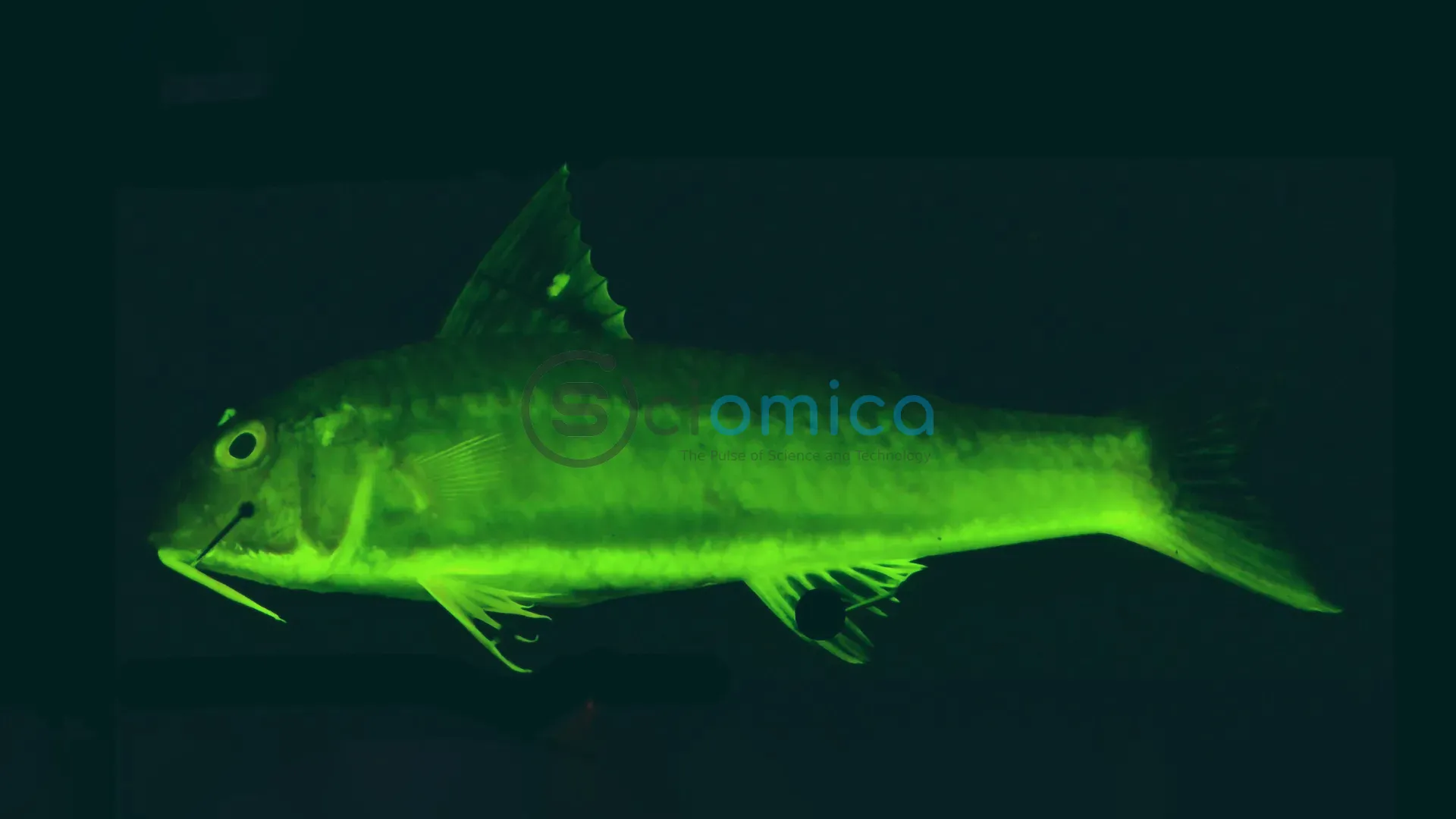 Uncovering the 112-Million-Year Legacy of Illuminated Fish in Rainbow Reefs 1