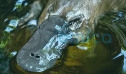 Researchers Uncover 100-Million-Year-Old Secrets of Platypus Reproduction 21