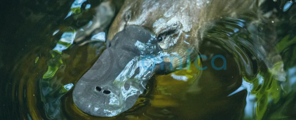 Researchers Uncover 100-Million-Year-Old Secrets of Platypus Reproduction 1